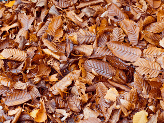 Deck of brown and yellow autumn leaves on the ground