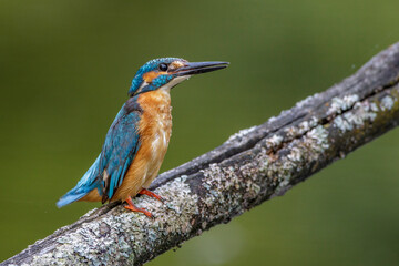 Eisvogel (Alcedo atthis) Männchen