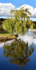 weeping willow tree by the lake