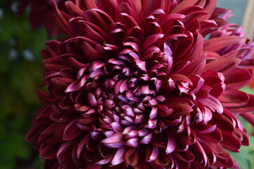 red dahlia flower