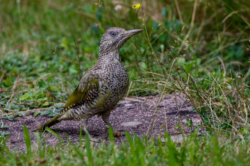 Grünspecht (Picus viridis) Jugendkleid