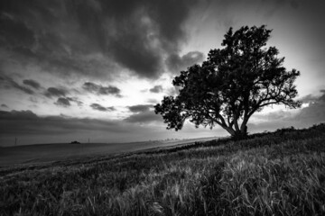 Tree in the field after a storm