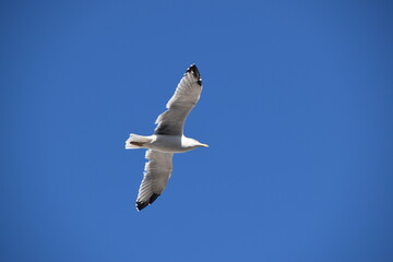 Gabbiano in volo