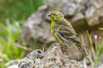 Girlitz (Serinus serinus) Männchen