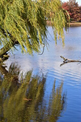 weeping willow tree by the lake