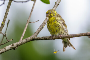 Girlitz (Serinus serinus) Männchen