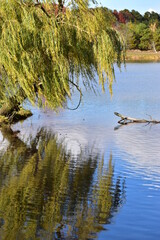 weeping willow tree by the lake