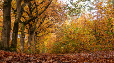 Obraz premium Autumn Colours, beautiful landscape during fall. 