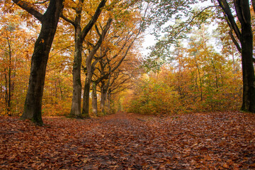 Fototapeta premium Autumn Colours, beautiful landscape during fall. 