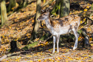 Junges Reh im herbstlichen Wald