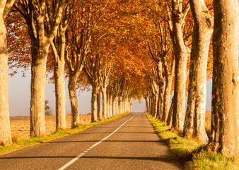 route bordée de platanes en automne sous la brume