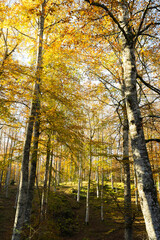 Beautiful forest with fall colourful trees. Sierra De Aralar, Spain.