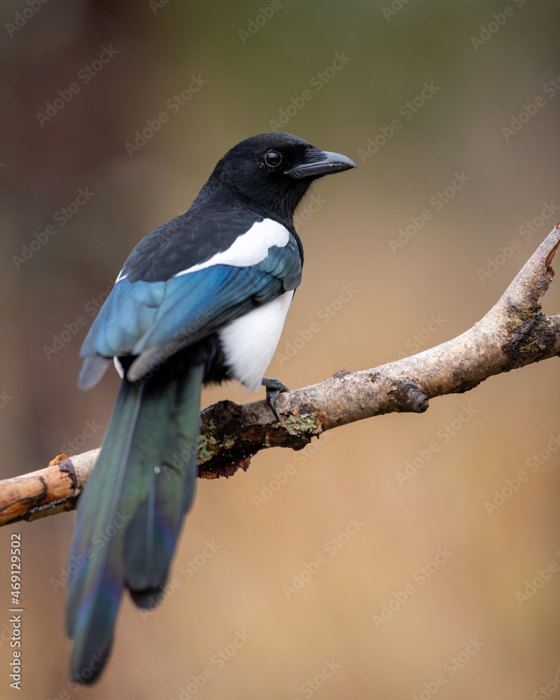 Wall mural magpie 2