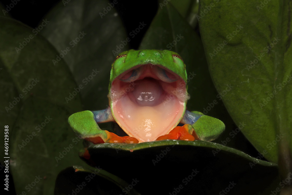 Wall mural Red-eyed tree frog (Agalychnis callidryas) shedding skin on green leaves, Red-eyed tree frog (Agalychnis callidryas) open mouth on green leaves