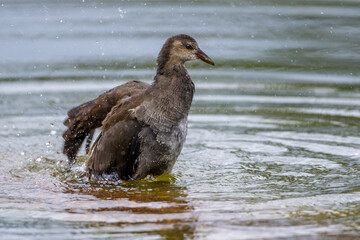 Teichhuhn (Gallinula chloropus) Jungvogel