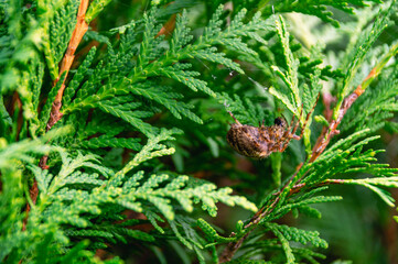 A large spider in a web hunts on the branches of a cypress tree. A big dark spider