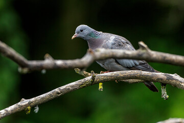 Hohltaube (Columba oenas)