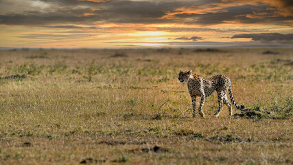 cheetah © Herbert