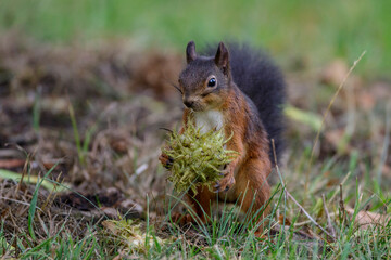 Eichhörnchen (Sciurus vulgaris)