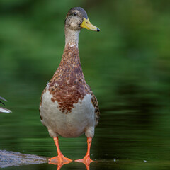 Stockente (Anas platyrhynchos) Erpel im Schlichtgefieder