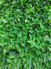 Fototapeta na wymiar Green vegetative leaves wall texture for backdrop design