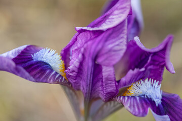 Dwarf iris in Pusty kopec u Konic near Znojmo, Southern Moravia, Czech Republic