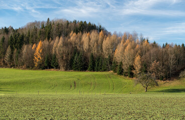 Autumm the bright colors in the forest