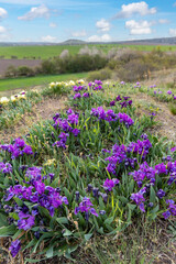 Dwarf iris in Pusty kopec u Konic near Znojmo, Southern Moravia, Czech Republic