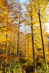Amazing fall trees in the forest at golden hour. Sierra De Aralar, Spain.