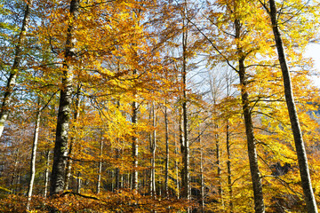 Fall trees with beautiful golden hour sun light in the forest. Sierra De Aralar, Spain.