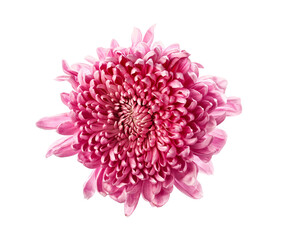 Beautiful pink chrysanthemum flower on white background