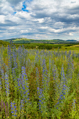 Spring landscape in Palava near Dolni Dunajovice, Southern Moravia, Czech Republic