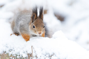 squirrel in the snow