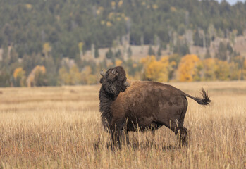 Bull Bison in Grand Teton National Park Wyoming in Autumn