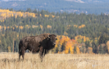 Bull Bison in Grand Teton National Park Wyoming in Autumn