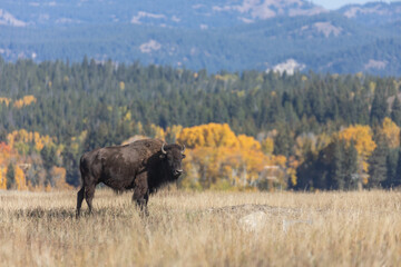Bull Bison in Grand Teton National Park Wyoming in Autumn
