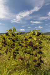 Fototapeta premium Elderberry orchard in Tokaj region, Northern Hungary