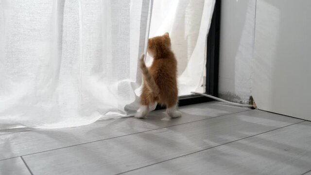 two curious kittens cats playing with white curtains, hanging, jump up, hidden at home.