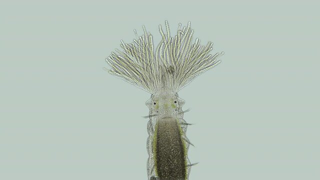 Polychaeta worm, order Sabellida under a microscope. Filters living in tubes of sand, shell fragments, glued together with mucus. Indian Ocean