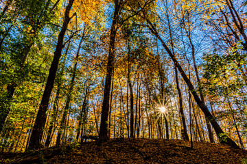Fall colors of red, orange, yellow and green brightly back lit by a low autumn sun at Potato Creek State Park in North Liberty, Indiana