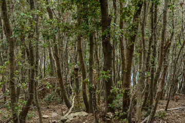 Obraz premium Trockenwald an der Mittelmeerküste