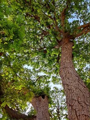 Fototapeta premium old oak tree