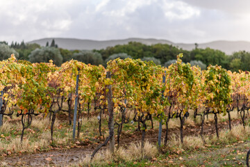 Fototapeta na wymiar Weinanbau mit Herbstfarben bei Sonnenschein, Wolken und blauem Himmel, im November in der Via del Vino, Toskana, Italien.,