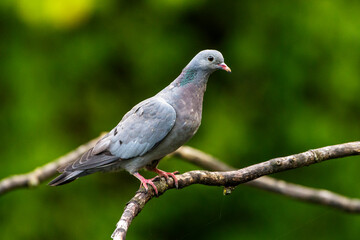 Hohltaube (Columba oenas)