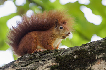 Eichhörnchen (Sciurus vulgaris) © Rolf Müller