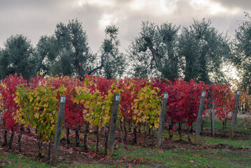 Weinanbau mit Herbstfarben bei Sonnenschein, Wolken und blauem Himmel, im November in der Via del Vino, Toskana, Italien.,