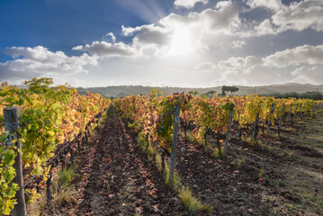 Naklejka premium Weinanbau mit Herbstfarben bei Sonnenschein, Wolken und blauem Himmel, im November in der Via del Vino, Toskana, Italien.mit toskanischen Hügeln im Hintergrund