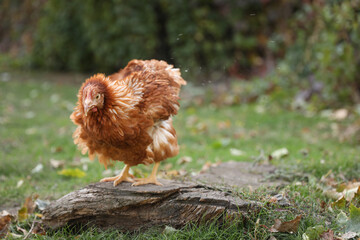 Beautiful chicken in yard on farm. Domestic animal
