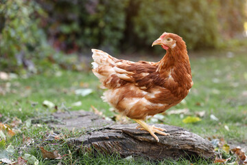 Beautiful chicken in yard on farm. Domestic animal