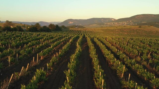 Green vineyard rows aerial landscape. Wine making agriculture farm drone sunset view. Grape growing  